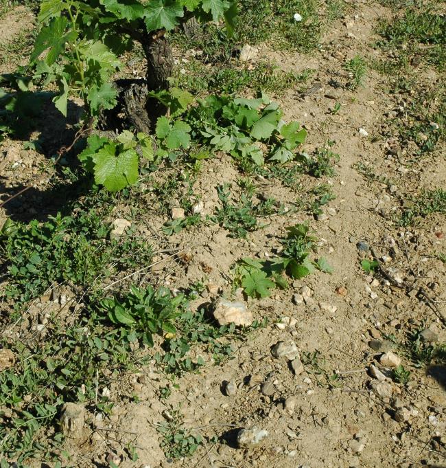 Sols schisteux Anjou noir - © M.CRIVELLARO Sols schisteux Anjou noir - © M.CRIVELLARO
