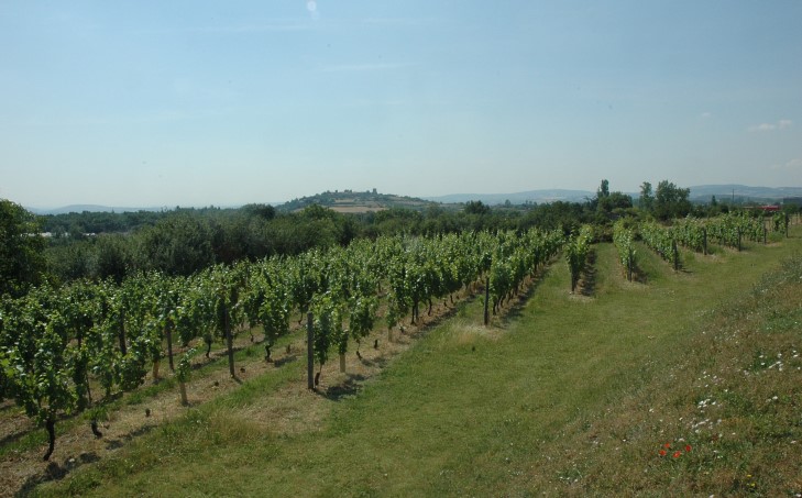 Taluyers - Coteaux viticoles - En arrière plan la colline porte le vieux bourg de Montagny qui surplombe la vallée du Garon - © M.CRIVELLARO