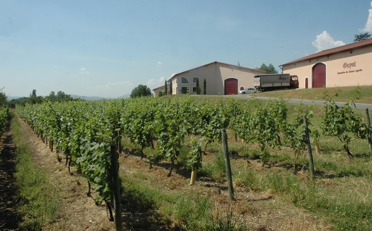 Taluyers - Domaine Guyot. - © M.CRIVELLARO Taluyers - Domaine Guyot. - © M.CRIVELLARO
