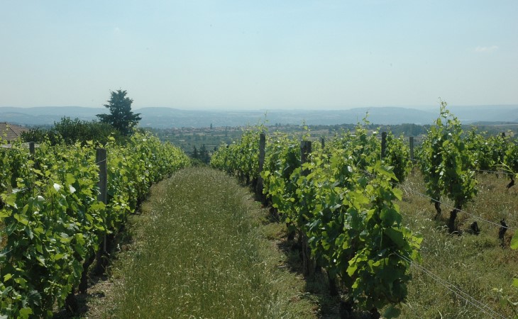 Taluyers - Le vignes de Taluyers . En contre-bas village de Montagny.  Au loin, les monts du Lyonnais dessinent l’horizon - © M.CRIVELLARO