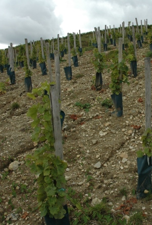 Terres blanches - Vignoble de Sancerre - © M.CRIVELLARO