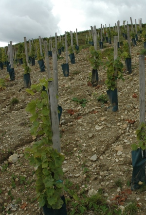 Terres blanches - Vignoble de Sancerre - Photo Michel CRIVELLARO