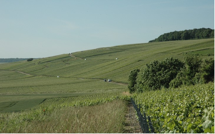 Vallée de l'Ardre - Chambrecy - Les nombreuses camionnettes de vignerons témoignent du travail dans la vigne en juin. - © M.CRIVELLARO