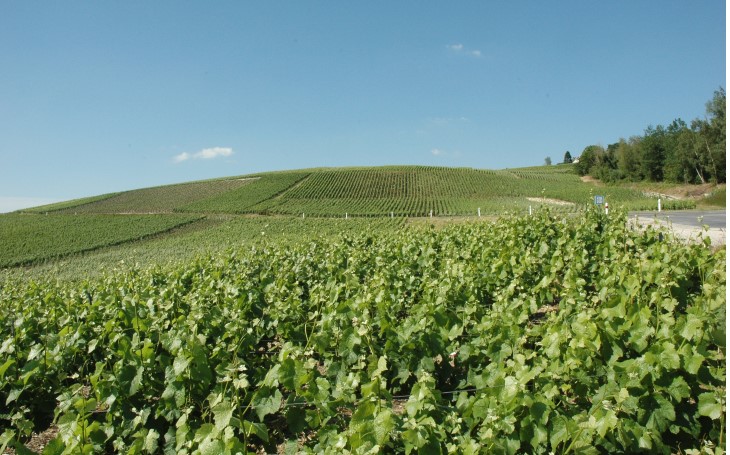 Vallée de la Marne - Rive droite - Champillon - Les coteaux qui portent la vigne sont pentus, le pendage varie de 11 % à 40 % -  © M.CRIVELLARO