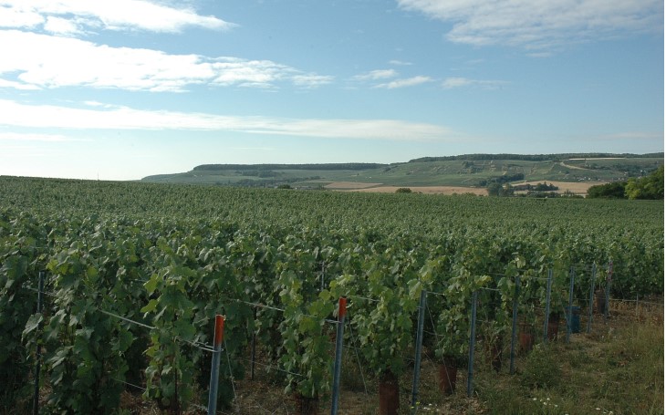 Vallée de la Marne - Rive droite - Vandières - Au loin, les coteaux viticoles de Oeuilly à Boursault en rive gauche -  © M.CRIVELLARO
