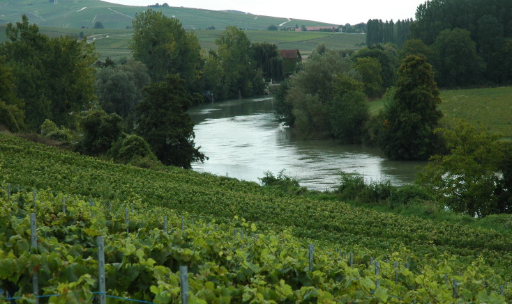 Vallée de la Marne - Rive droite - Venteuil - Les coteaux couverts de vignes bordent la Marne -  © M.CRIVELLARO