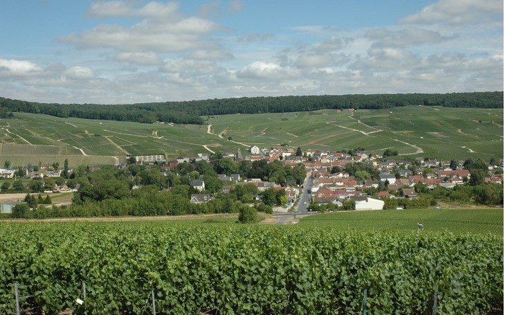 Vallée de la Marne - Rive gauche - Le vignoble autour du village de Pierry -  © M.CRIVELLARO