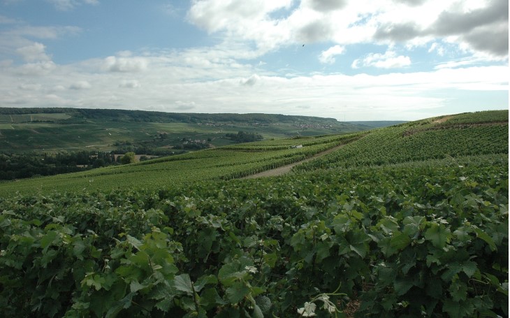 Vallée de la Marne - Rive gauche - Montvoisin - Le vignoble à la sortie du village -  © M.CRIVELLARO