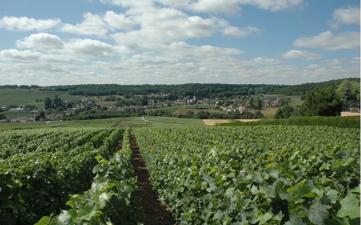 Vallée de la Marne - Rive gauche - Saint-Martin-d'Ablois - Le vignoble autour du village -  © M.CRIVELLARO