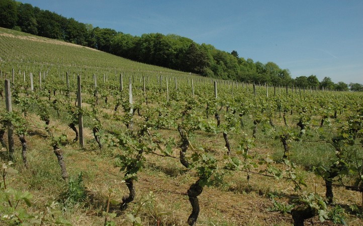 Viéville-sous-les-Côtes - La vigne est implantée sur des coteaux relativement pentus - © M.CRIVELLARO
