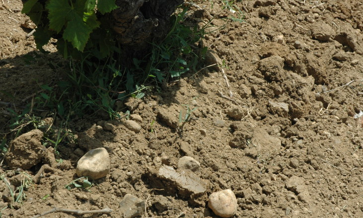 Vignoble à  Rivesaltes - Sol argilo-calcaire et graves, caillouteuses - © M.CRIVELLARO