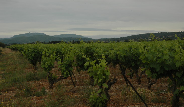 Vignoble A.O.C Languedoc - Montpeyroux - Terrasses du Larzac - Sols rouges - © M.CRIVELLARO