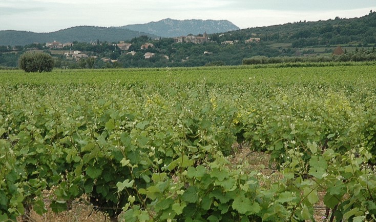 Vignoble A.O.C Languedoc - Saint Saturnin - Coteaux et village - © M.CRIVELLARO