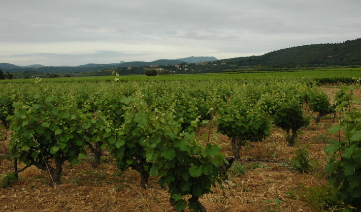 Vignoble A.O.C Languedoc - Terrasses du Larzac - Sols rouges sur calcaire oxydé - © M.CRIVELLARO