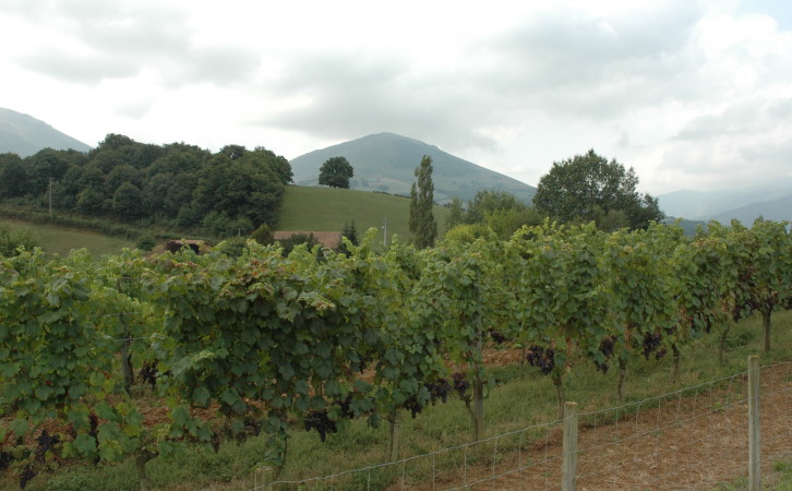 Vignoble d'Irouléguy au pied des Pyrénées  - © M.CRIVELLARO