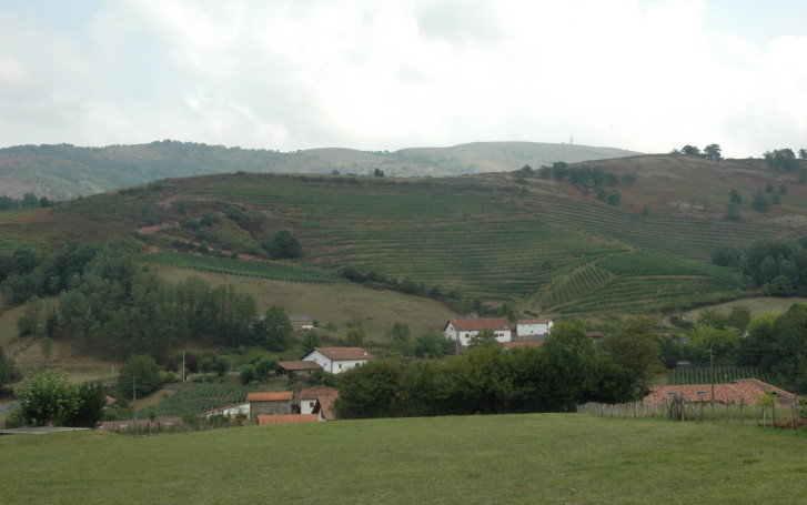 Vignoble d' Irouléguy plantés en terrasses sur des coteaux vallonnés - © M.CRIVELLARO