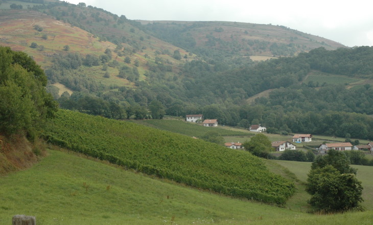 Vignoble d' Irouléguy  sur sol de grès rouges - © M.CRIVELLARO