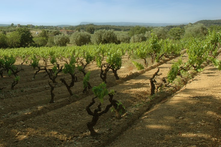 Vignoble de Bandol - Photo Adrien CRIVELLARO