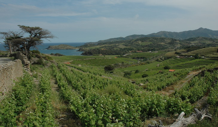 Vignoble de Banyuls - Entre mer Méditerranée et montagne des Pyrénées - © M.CRIVELLARO