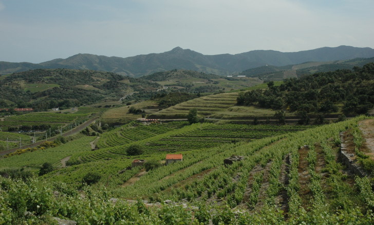 Vignoble de Banyuls étagé en terrasses - Massif des Albères  - © M.CRIVELLARO