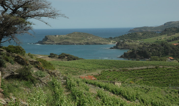 Vignoble de Banyuls - Le vignoble surplombe la mer Méditerranée - © M.CRIVELLARO