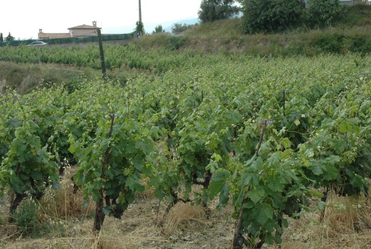 Vignoble de Bellet - © M.CRIVELLARO