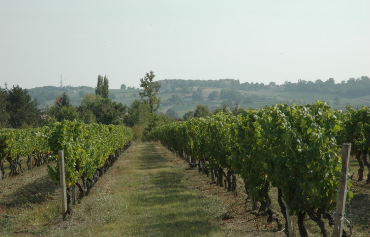 Vignoble de Bergerac - © M.CRIVELLARO