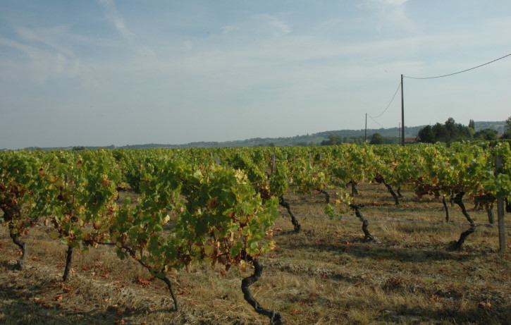 Vignoble de Bergerac dans la vallée de la Dordogne - Périgord pourpre - © M.CRIVELLARO