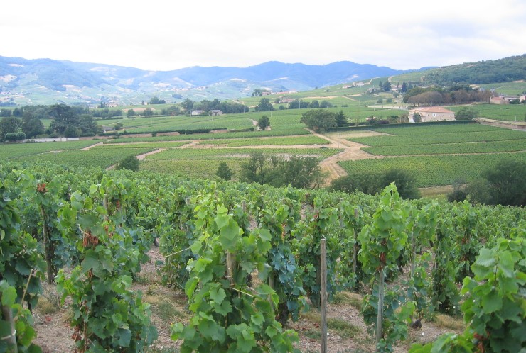Vignoble de Brouilly et monts du Beaujolais en fond - © M.CRIVELLARO
