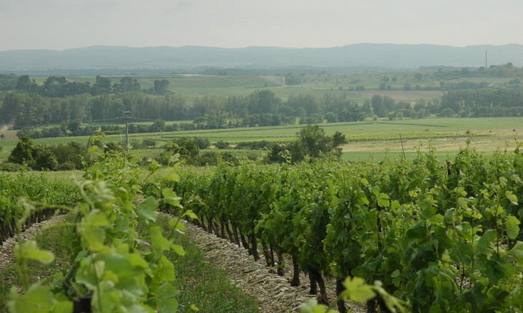 Vignoble de Cabardès - Route de Ventenac-Cabardès - Montagne noire en fond - © M.CRIVELLARO
