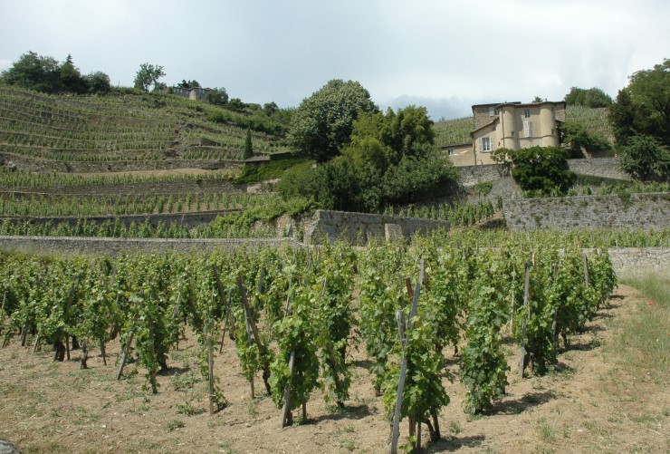 Vignoble de Château-Grillet - © M.CRIVELLARO
