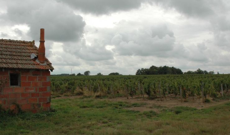 Vignoble de Châteaumeillant - © M.CRIVELLARO