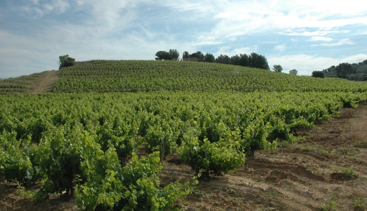 Vignoble de Châteauneuf-du-Pape - Lieu-dit Vaudieu - © Adrien CRIVELLARO