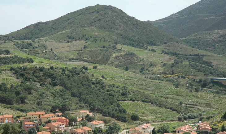Vignoble de Collioure étagé en terrasses sur les hauteurs à la sortie du village - © M.CRIVELLARO