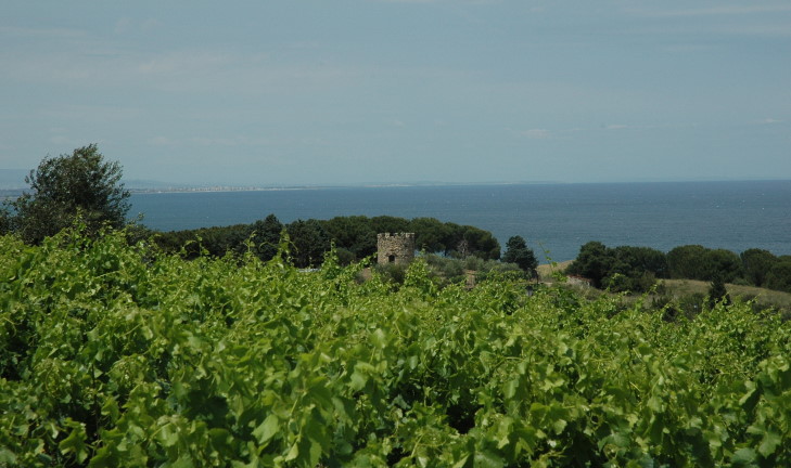 Vignoble de Collioure - Le vignoble surplombe la mer Méditerranée - © M.CRIVELLARO