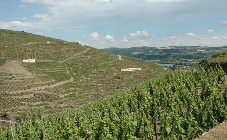 Vignoble de Côte Rôtie depuis les hauteurs du village d'Ampuis - Côte Blonde - © M.CRIVELLARO