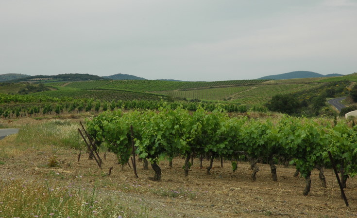Vignoble de Faugères - Collines et Avants-Monts  - © M.CRIVELLARO