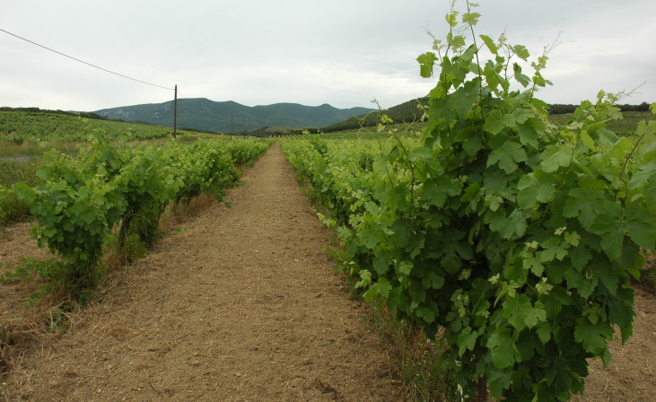 Vignoble de Faugères - Monts Faugères - © M.CRIVELLARO