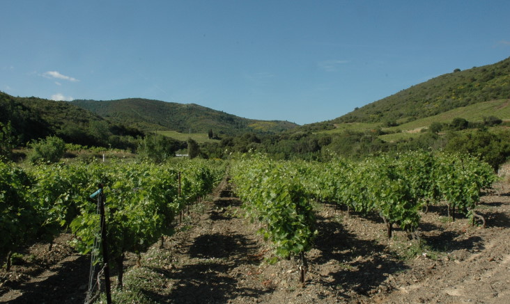 Vignoble de Fitou à Villeneuve-des-Corbières - © M.CRIVELLARO