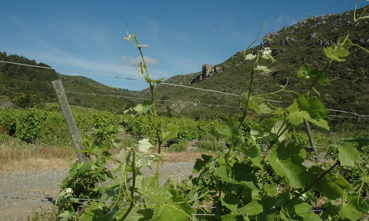 Vignoble  de Fitou à Villeneuve-des-Corbières - © M.CRIVELLARO