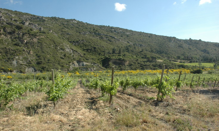 Vignoble  de Fitou à Villeneuve-des-Corbières -  Sol aride et schisteux - © M.CRIVELLARO