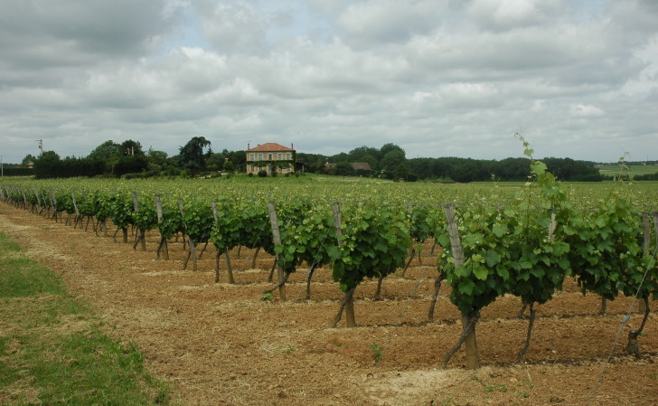 Vignoble de Fronton - Fabas - Moyenne terrasse du Tarn - © M.CRIVELLARO