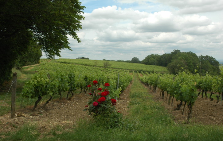 Vignoble de Gaillac - Coteaux mollassiques - Cahuzac-sur-Vère - © M.CRIVELLARO