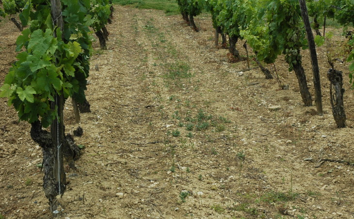 Vignoble de Gaillac - Sol argilo-calcaire profond développé sur des molasses tertiaires - © M.CRIVELLARO