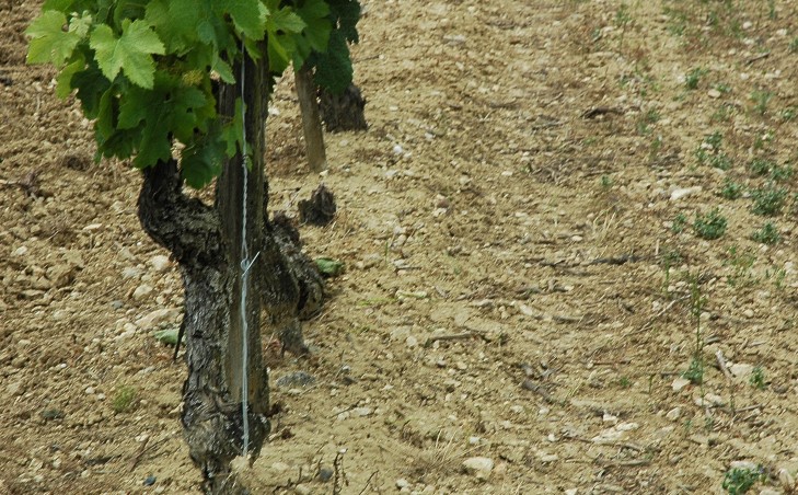 Vignoble de Gaillac , sol argilo-calcaire sur mollasses - © M.CRIVELLARO