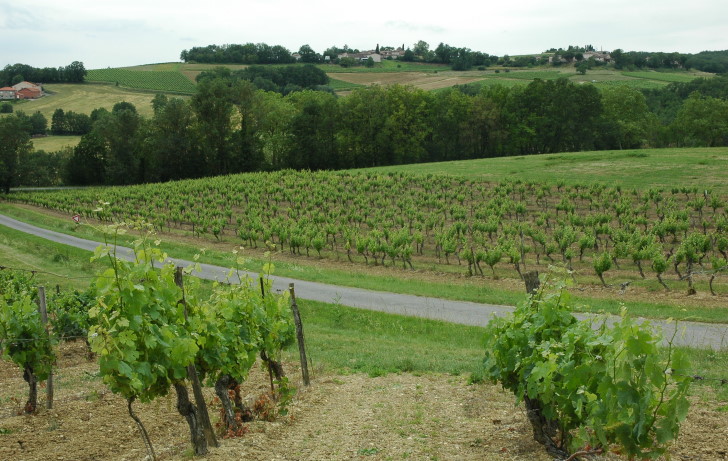  Vignoble de Gaillac sur coteaux mollassiques - Château de Tauzies - © M.CRIVELLARO