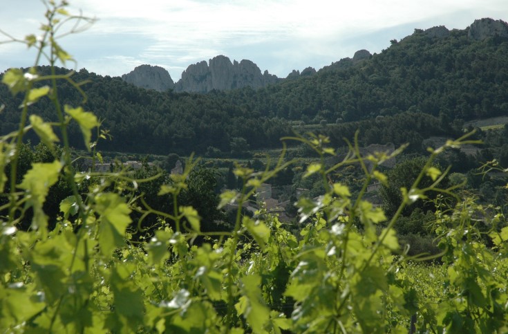 Vignoble de Gigondas au pied des Dentelles de Montmirail - © Adrien CRIVELLARO