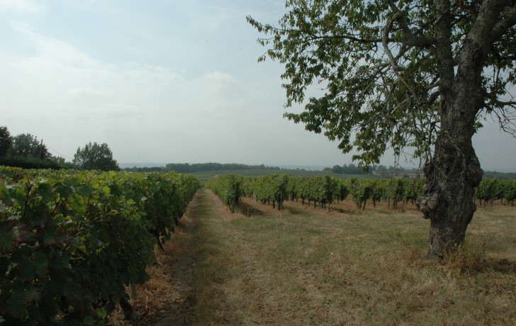 Vignoble de Haut-Montravel - Fougueyrolles - © M.CRIVELLARO