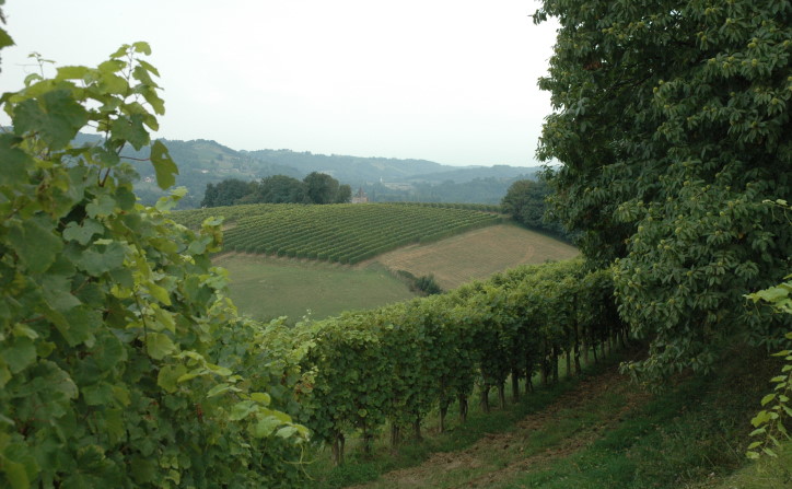 Vignoble de Jurançon à Monein sur le piémont nord des Pyrénées - © M.CRIVELLARO