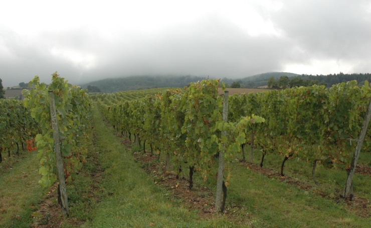 Vignoble de la Côte-Roannaise à Villemontais - Monts de la Madeleine en fond dans la brume - Domaine des Pothiers - © M.CRIVELLARO